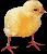 Chick-O-Meter-yellow-sm